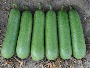 แตงวินเทอร์เมลอนเวียดนามขายในปี 2020 - Product Image 4