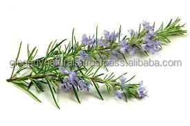 Huile essentielle de romarin naturel Hydratant liquide Infusé de plantes Soins nourrissants pour le corps pour adultes - Product Image 2