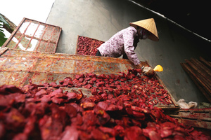 เนื้อผลไม้มอมอร์ดิก้า (กัค) / ผงกัค - Product Image 3