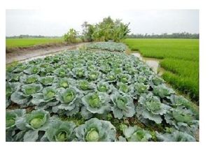 กะหล่ำปลีเขียวสดออร์แกนิกจากเวียดนาม - Product Image 5