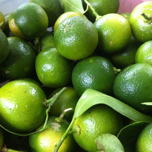 Fruta kumquat/Calamansi para zumo de Vietnam Mejor precio Sra.: Holiday - Product Image 2