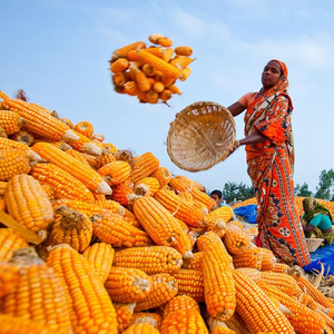Maïs sec jaune d'origine du Bangladesh - Product Image 1