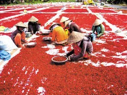 Condimento Chili congelado/Chili fresco - Product Image 6