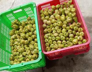 FRAIS NONI MOINS CHER MEILLEUR CHOIX MEILLEUR PRIX DU VIETNAM À VENDRE CE MOIS BON SERVICE 2023 - Product Image 5