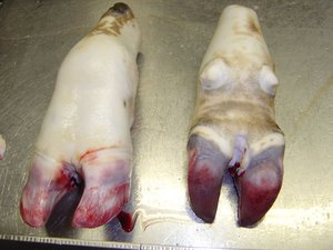 Pieds de bœuf congelés (contenu de viande de buffle) Grade A, processus BQF, faible teneur en matières grasses, emballage sous vide, origine Afrique du Sud, durée de conservation de 12 mois - Product Image 2