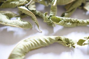 ใบมะนาวอบแห้งดิบเวียดนาม10กก - Product Image 5