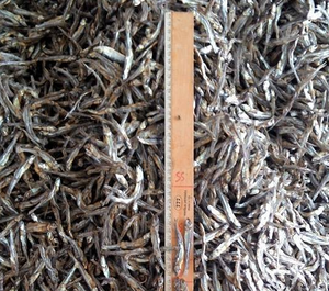 Anchoas Secas Vietnamitas, Buen Precio por Calidad - Product Image 1