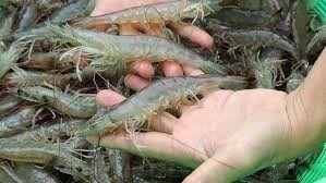 Camarones Vannamei Congelados Premium de Vietnam, IQF, Camarones de Pata Blanca |   Proveedor Mayorista de Exportación VietDelta |   Mr.Tom con 1 Año de Vida Útil - Product Image 5