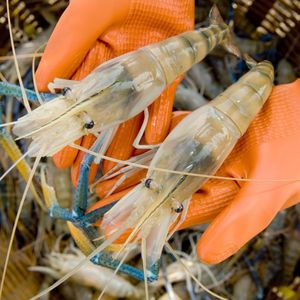 โปรไบโอติกเพื่อเพิ่มแบคทีเรียที่เป็นประโยชน์ในลำไส้ของสัตว์น้ำ - Product Image 3