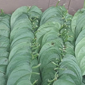 สินค้าที่ดีที่สุดใบพลูสด100% จากเวียดนามด้วยราคาที่แข่งขันได้และมาตรฐานการส่งออกที่มีคุณภาพสูงในปี2022 - Product Image 2