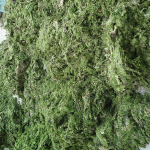 แห้งสาหร่ายสีเขียวผง /Ulva Lactuca สารสกัดจาก-เวียดนามผู้ผลิตนางสาววันหยุด - Product Image 1