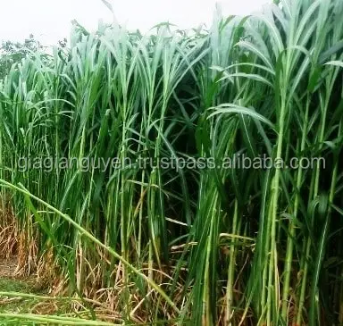 Gras Gajah, Rumput Bana, Jerami/Pakan Sapi/Penggemuk Sapi