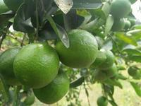 Citron vert / citron frais, avec ou sans pépins, en provenance du Vietnam
