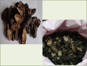 Fruits séchés de Morinda citrifolia du Vietnam / Fruits de noni séchés - Product Image 3