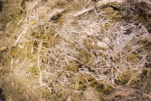 Baga de caña de azúcar vietnamita, alimento prémium para animales, proveniente de prácticas agrícolas sostenibles - Product Image 2