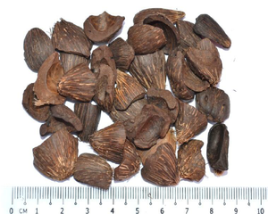 เปลือกเมล็ดปาล์มบริสุทธิ์100% (pks)/ถ่านเปลือกเมล็ดในปาล์มเกรดอาหารจากแอฟริกาใต้ - Product Image 1