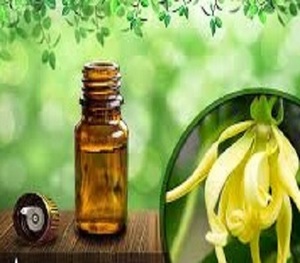 Proveedor de 100% aceite esencial puro de ylang-ylang grado cosmético certificado GMP DE LA India - Product Image 2