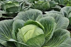 Chou vert frais de haute qualité, emballage de 2 kg, provenant du Vietnam - Marque VIET DELTA - Product Image 6