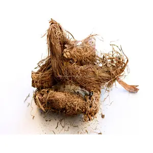 Jatamansi - Nardostachys jatamansi Root stimulant antispasmodic tonic laxative and antiepileptic