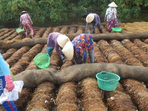 เห็ดฟางดองบรรจุกระป๋องในเกลือเหมาะสำหรับบรรจุภัณฑ์กลองพิซซ่ากระบวนการปอกเปลือก - Product Image 5