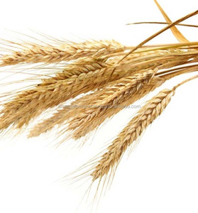 Proveedor de Aceite de Germen de Trigo Orgánico Prensado en Frío al por Mayor - Product Image 3