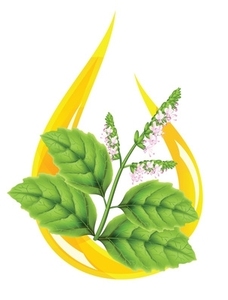 Meilleure Huile Essentielle Pure de Patchouli (Pogostemon Cablin) Certifiée GMP, Distillée à la Vapeur, Feuilles d'Indonésie, Hydratante, Nettoyante pour les Pores - Product Image 2