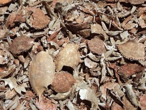 Produits dérivés de coquilles de crabe du Vietnam et applications pour le chitine et le chitosane 2026 - Product Image 5