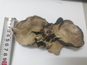 SETA de orejas de madera seca, seta seca, seta negra de Vietnam en 2020 - Product Image 3