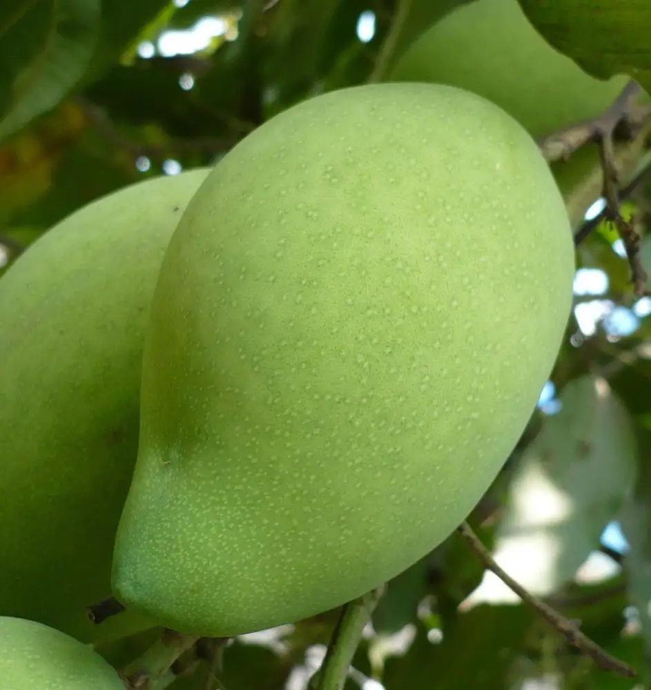 Gros FRAIS MANGO------HIGH QUALITÉ DU VIETNAM