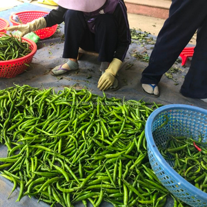 Cápsulas de RED/verde para hacer pimientos congelados - Product Image 3