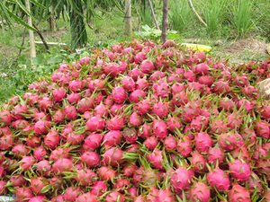 Fruits du DRAGON frais, pitaya japonaises, 1 pièce - Product Image 3
