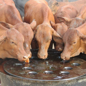 Melaza líquida, melaza de caña de azúcar de Vietnam, el mejor precio - Product Image 1