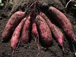 Batata 2020, el mejor precio - Product Image 4