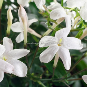 Reasonable Price Pure Jasmine Grandiflorum Absolute <b>Oil</b> Aromatherapy <b>Essential</b> <b>Oil</b> Supplier Jasmine Grandiflorum Absolute <b>Oil</b> - Product Image 3