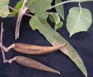 Poudre d'extrait de Jivanti/Leptadenia 100% pure et naturelle, vente en gros de poudre d'extrait de Jivanti à base de plantes - Product Image 1