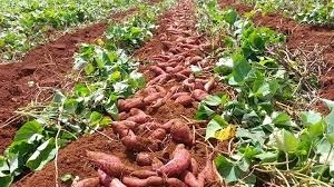 AMIDON DE PATATE DOUCE DE HAUTE QUALITÉ ORIGINE VIETNAM AU MEILLEUR PRIX POUR LA VENTE EN GROS - Product Image 6