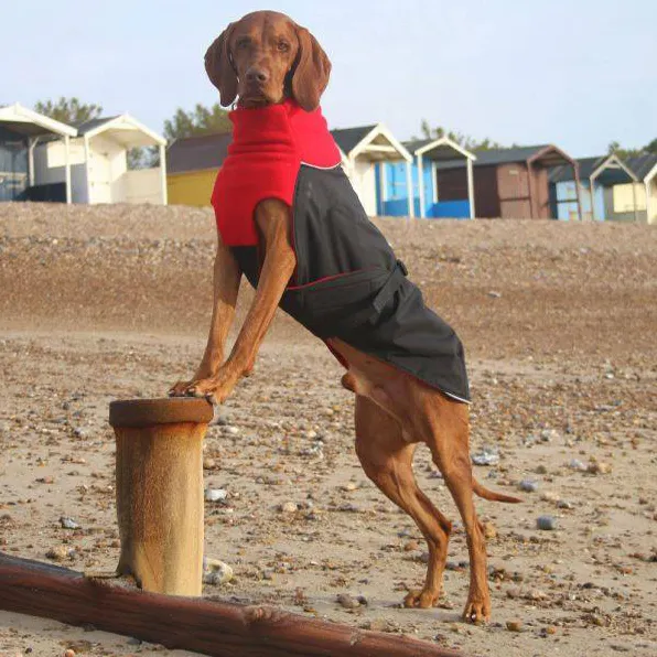 เสื้อแจ็กเก็ตสุนัขแบบกำหนดเอง,เครื่องแต่งกายสำหรับสัตว์เลี้ยงและอุปกรณ์เสริมเสื้อกันฝนและแจ็คเก็ต