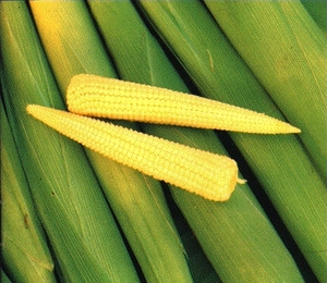 BABY CORN/HAUTE QUALITÉ-MEILLEUR PRIX - Product Image 1