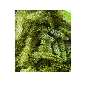 Offre Spéciale Raisins de mer vietnamiens biologiques/caviar vert - Product Image 1