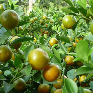 Calamansi séchée en tranches, quantité en vrac - Product Image 1