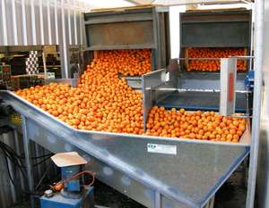 Naranjas Valencia Frescas de Primera Calidad de Sudáfrica para Venta al por Mayor - Product Image 4