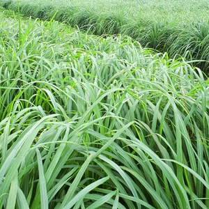 Citronnelle séchée de haute qualité pour l'exportation, offre spéciale - Product Image 1
