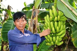 Banane fraîche du Vietnam – Goût sucré – Bon prix ! !! 2021 - Product Image 6