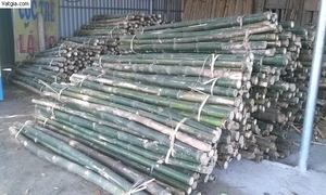 ไม้ไผ่ดิบเวียดนาม - เสาไม้ไผ่ราคาดีที่สุด - Product Image 4