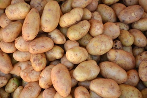 Pommes de terre professionnelles du Vietnam, pommes de terre de qualité supérieure, exportation - Product Image 2