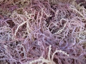 Algues marines séchées Cottonii - Gracilaria - Algues Poseidon/ Vacances - Product Image 4