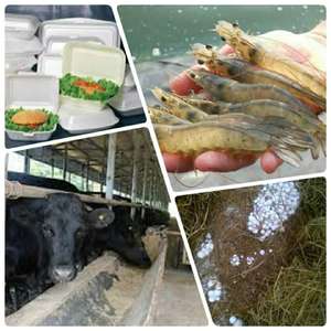 Bagasse de canne à sucre blanche de haute qualité, prix très bas en provenance du Vietnam - Product Image 4