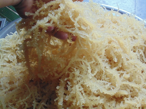 Cottonii/cottonii สาหร่ายแห้ง/สาหร่าย spinosum - Product Image 4