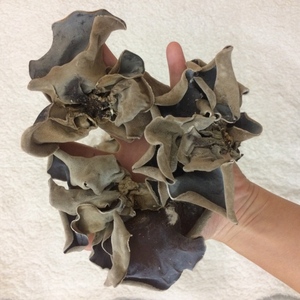 SETA roja y negra, seta vietnamita, vacaciones, 2020 - Product Image 2