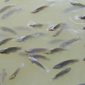 Animal <b>Feed</b> Grade Probiotic Powder with Digestive <b>Enzymes</b> Fish Aquaculture Additives - Product Image 4